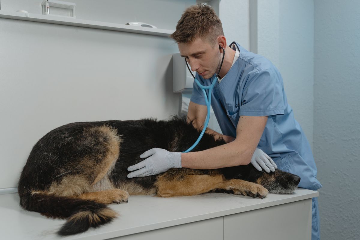 Veterinário ausculta um pastor-alemão deitado na mesa de exame