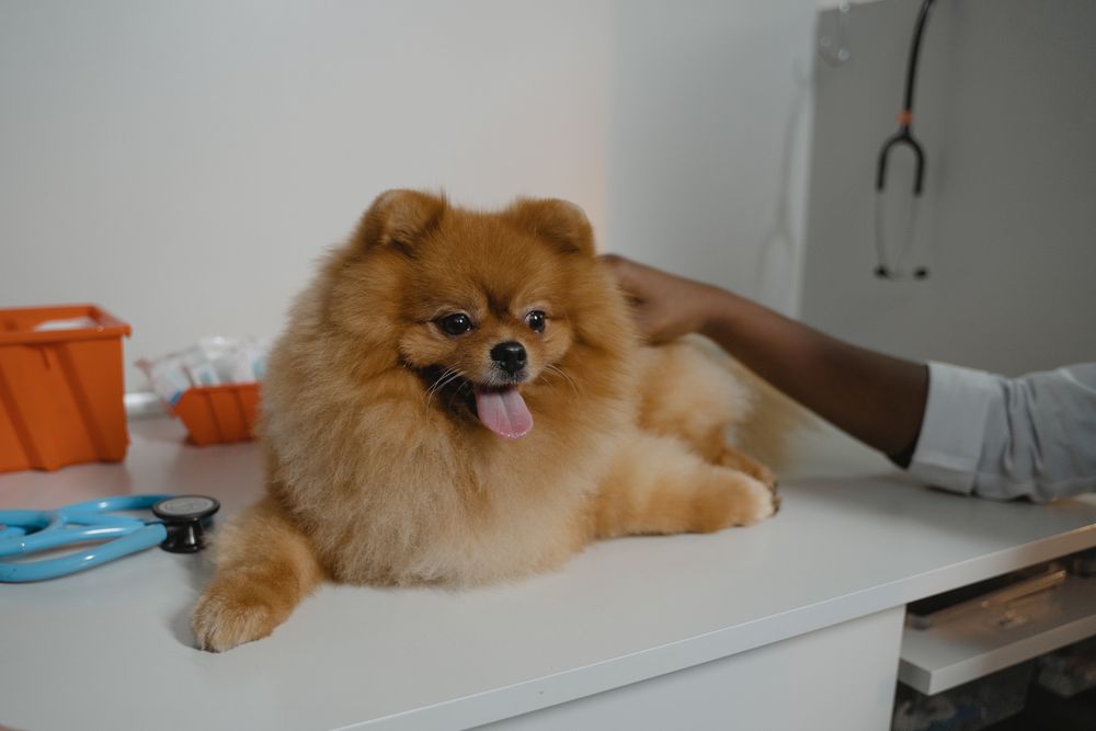 Spitz alemão deitado na mesa de exame da clínica, com estetoscópio ao lado