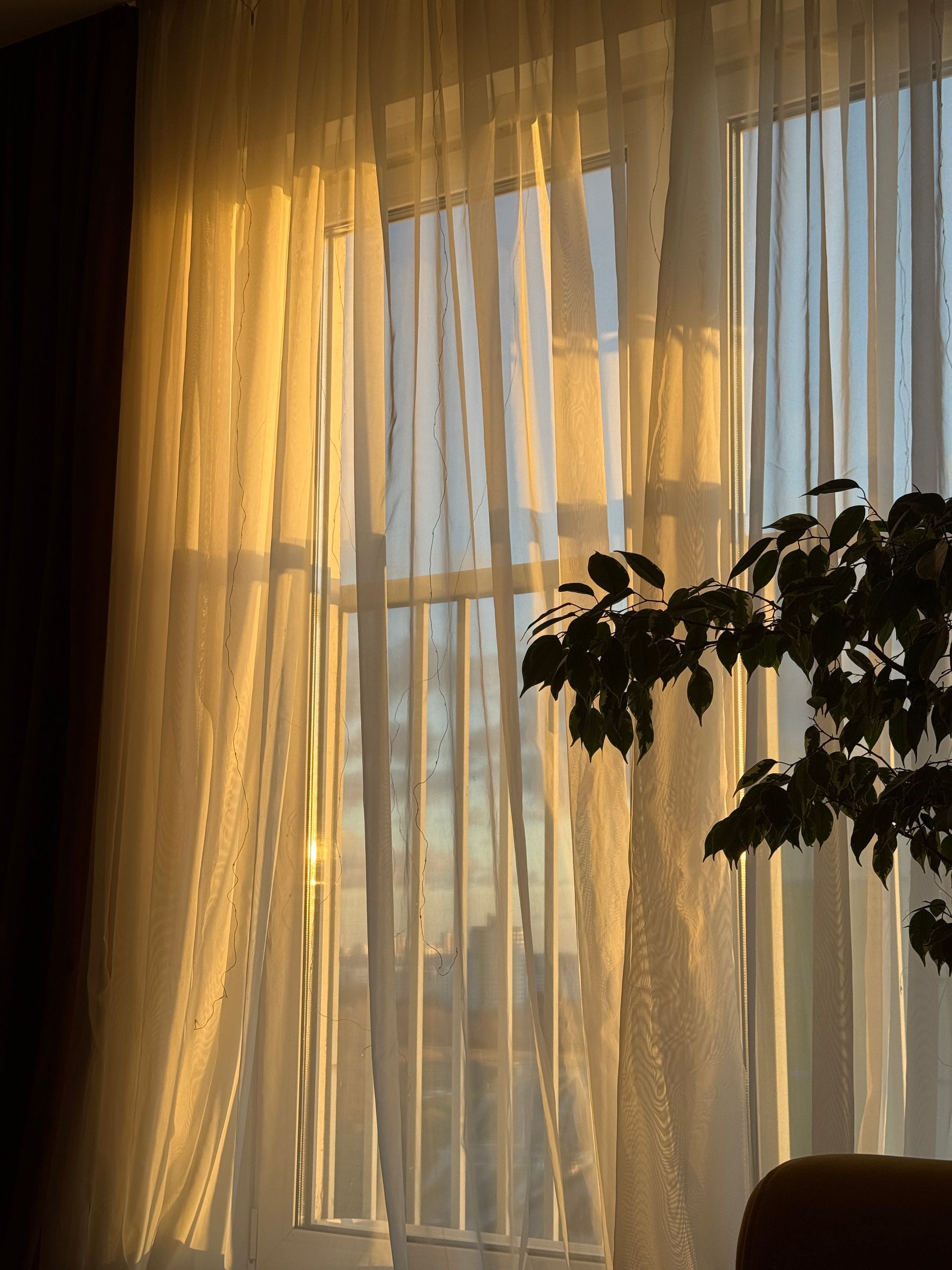Janela com cortina leve e uma planta, à luz da tarde.