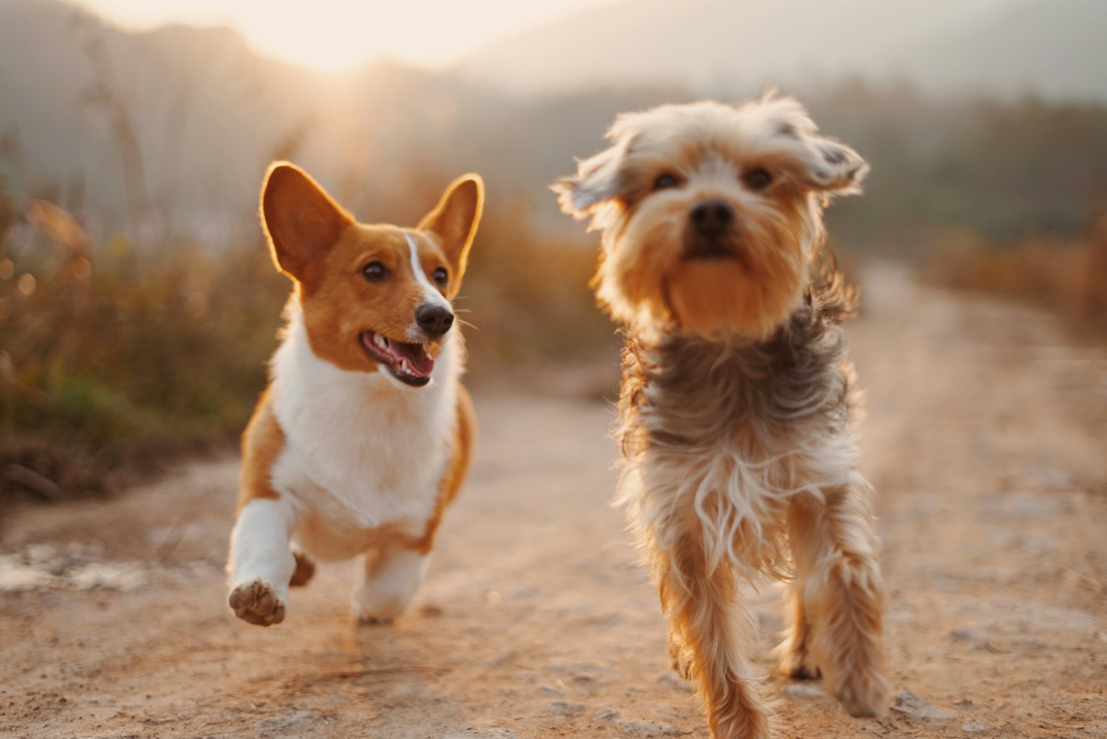 Tutora abraçando seu cão feliz ao pôr do sol num parque — o vínculo que a clínica cuida