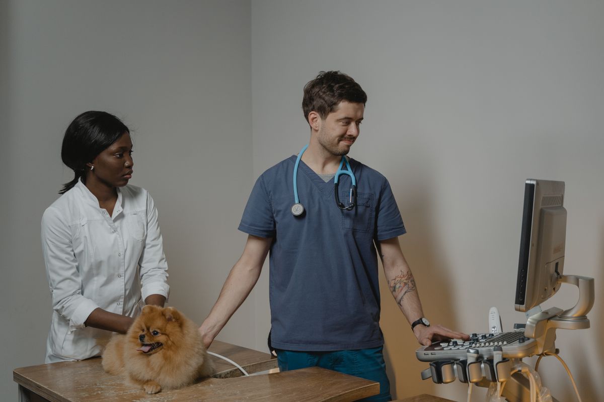 Veterinário e assistente examinam um spitz com aparelho de ultrassom