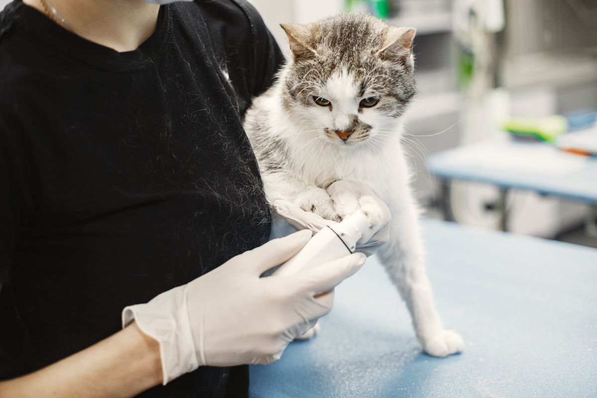Gato branco sendo examinado com otoscópio por veterinário na clínica