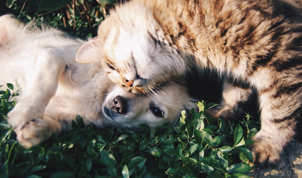 Gato e cachorro deitados juntos na grama ao sol