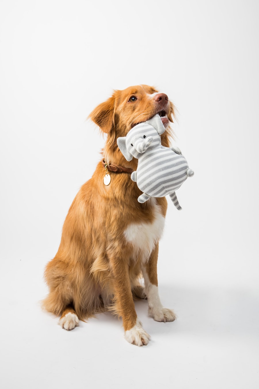Retriever com medalha dourada na coleira segurando um brinquedo de pelúcia