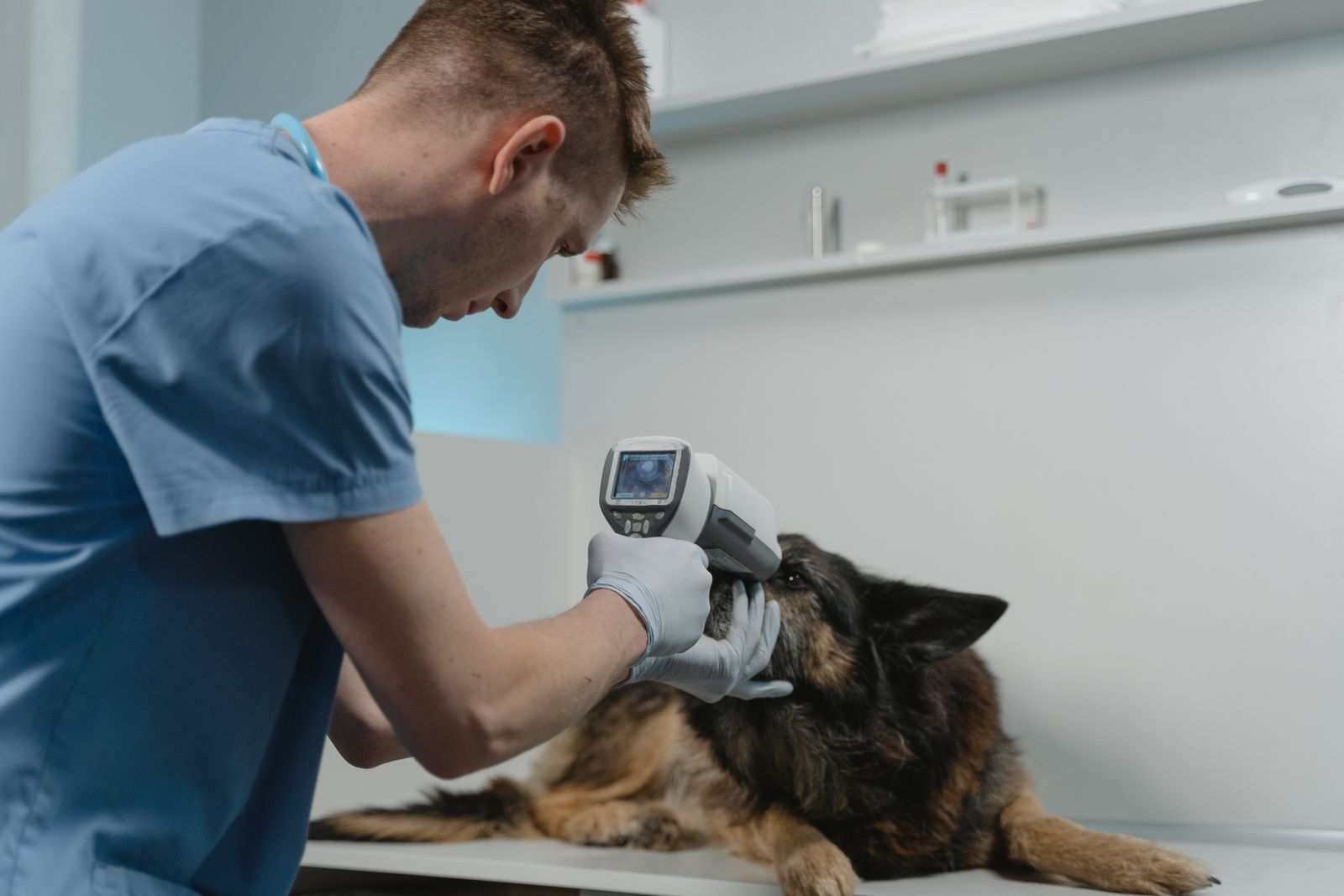 Veterinário de scrub azul examina os olhos de um pastor-alemão deitado na mesa da sala de exame clara