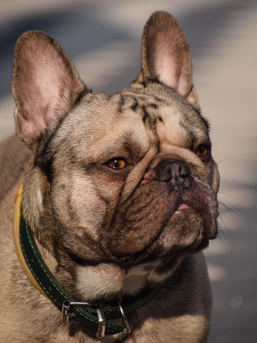 Bento, buldogue francês de coleira verde, retratado de perto ao sol