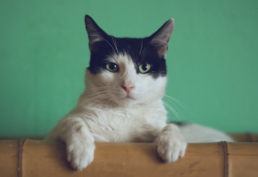 Frida, gata branca e preta de olhos verdes, apoiada nas patas dianteiras