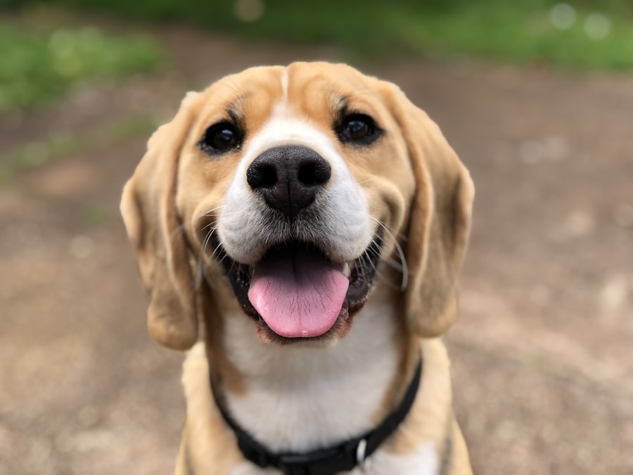 Mel, cadela caramelo de porte médio, sorrindo de língua de fora no parque