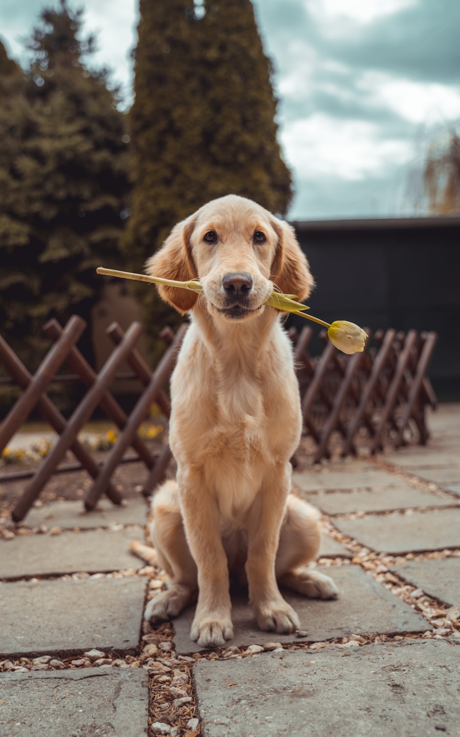 Thor, golden retriever de pelagem dourada, sentado olhando para a câmera