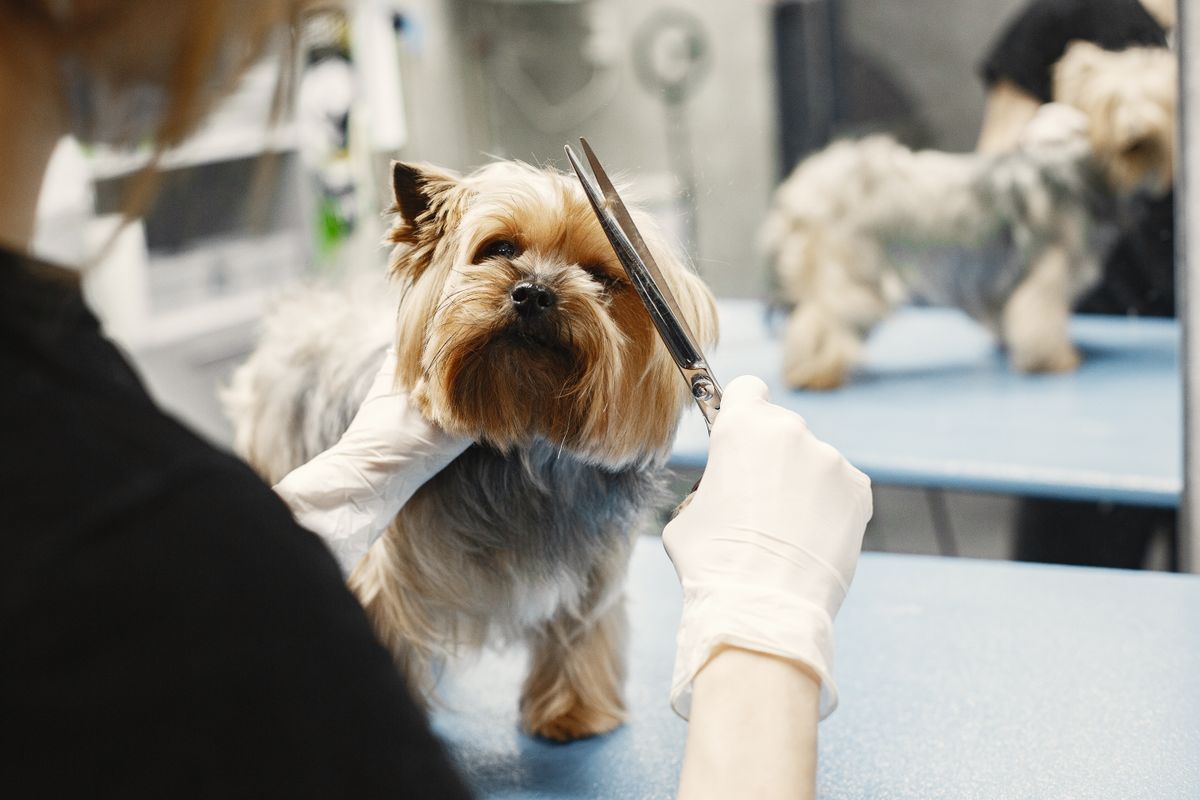Yorkshire terrier recebendo tosa com tesoura na bancada azul do pet care